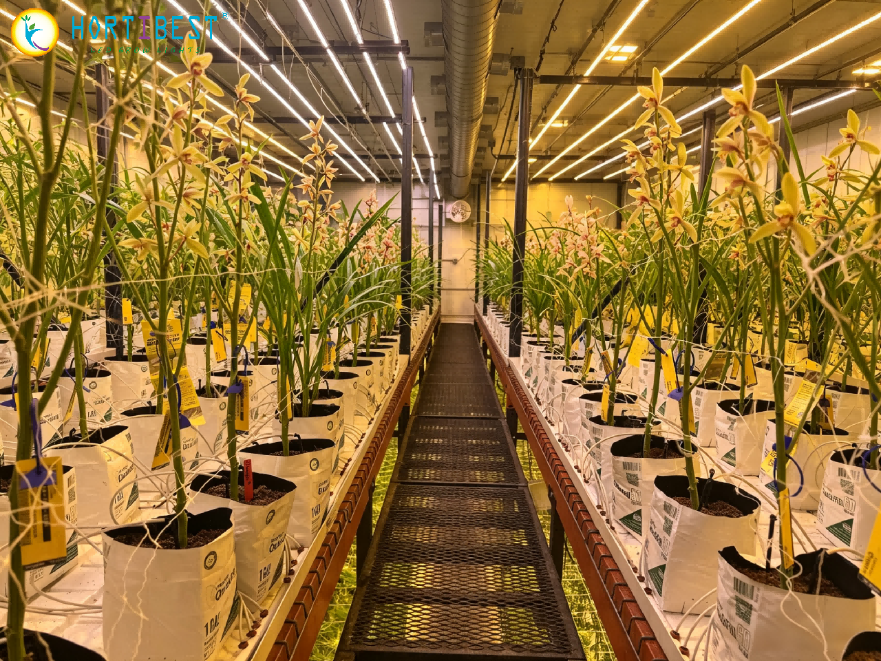 HortiBest LED Grow Lights-Development History