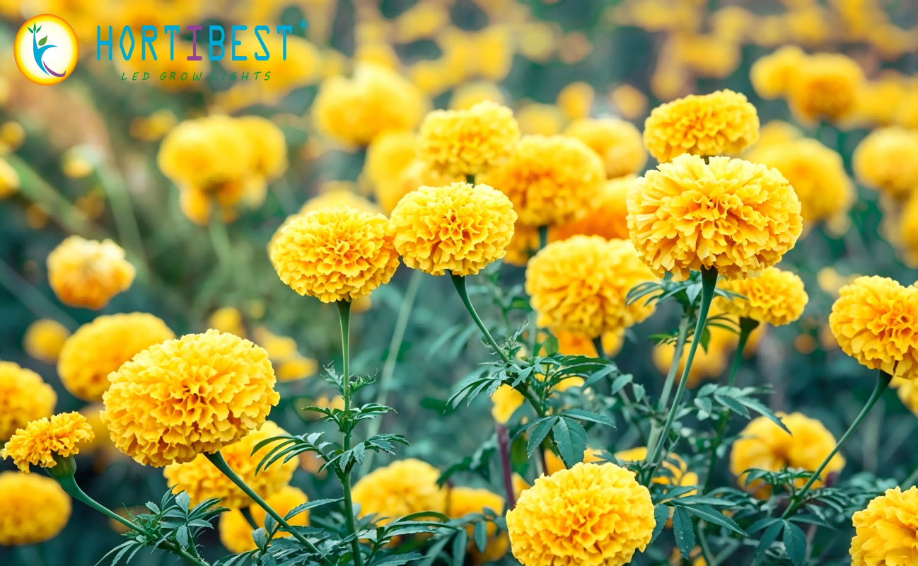 Best Commercial Crops to Grow in US Greenhouses This July