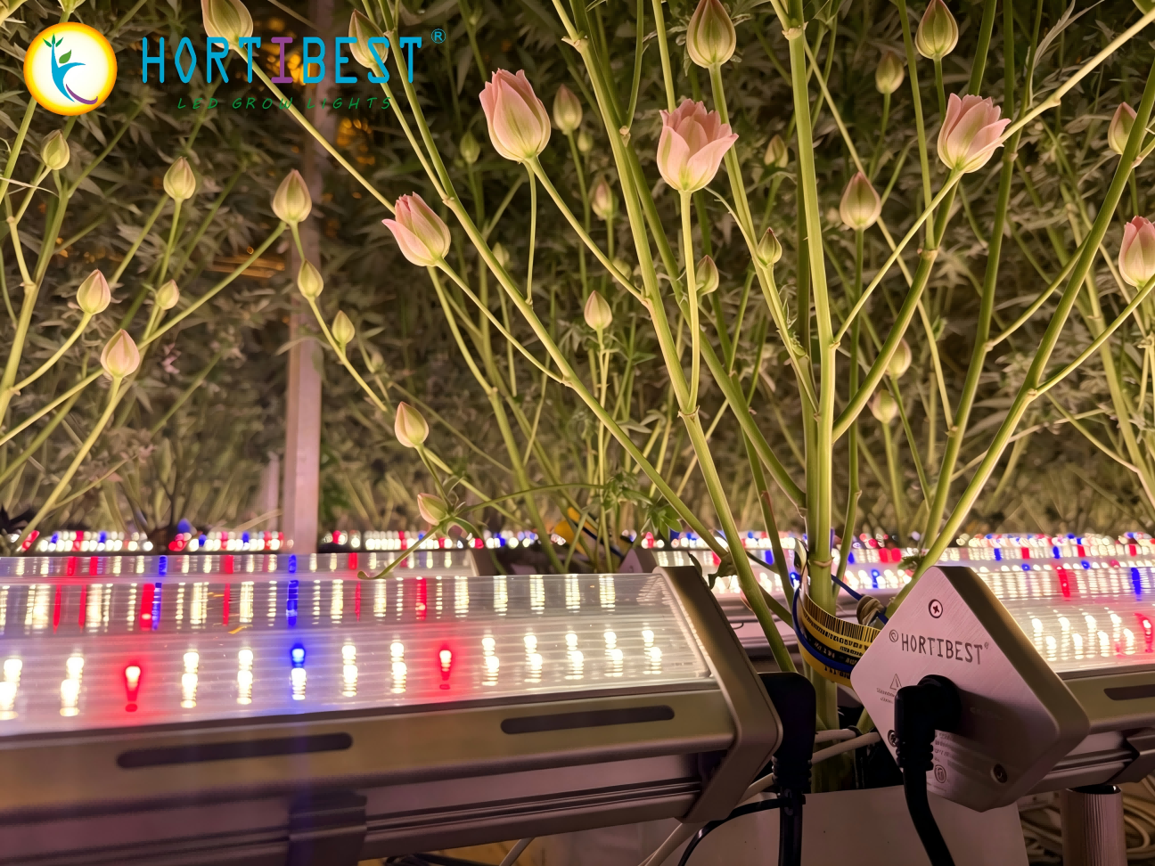 The Commercial Grower's Dilemma: How to 2x Yield Without Sacrificing Quality