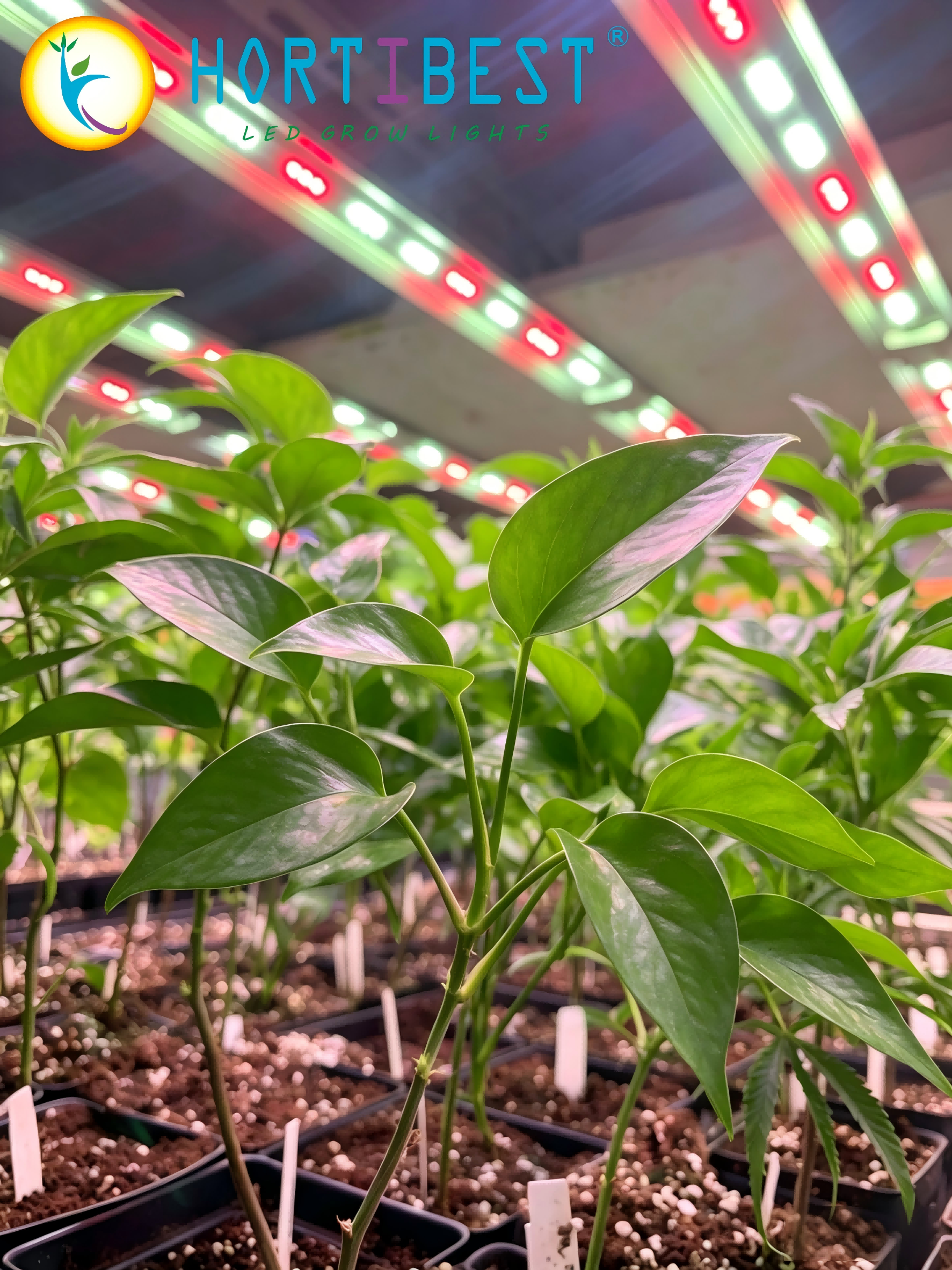 Why Full Spectrum LEDs with Green, Far-Red &amp; UV Deliver Richer Terpenes, Vivid Anthocyanins &amp; Bigger Harvests