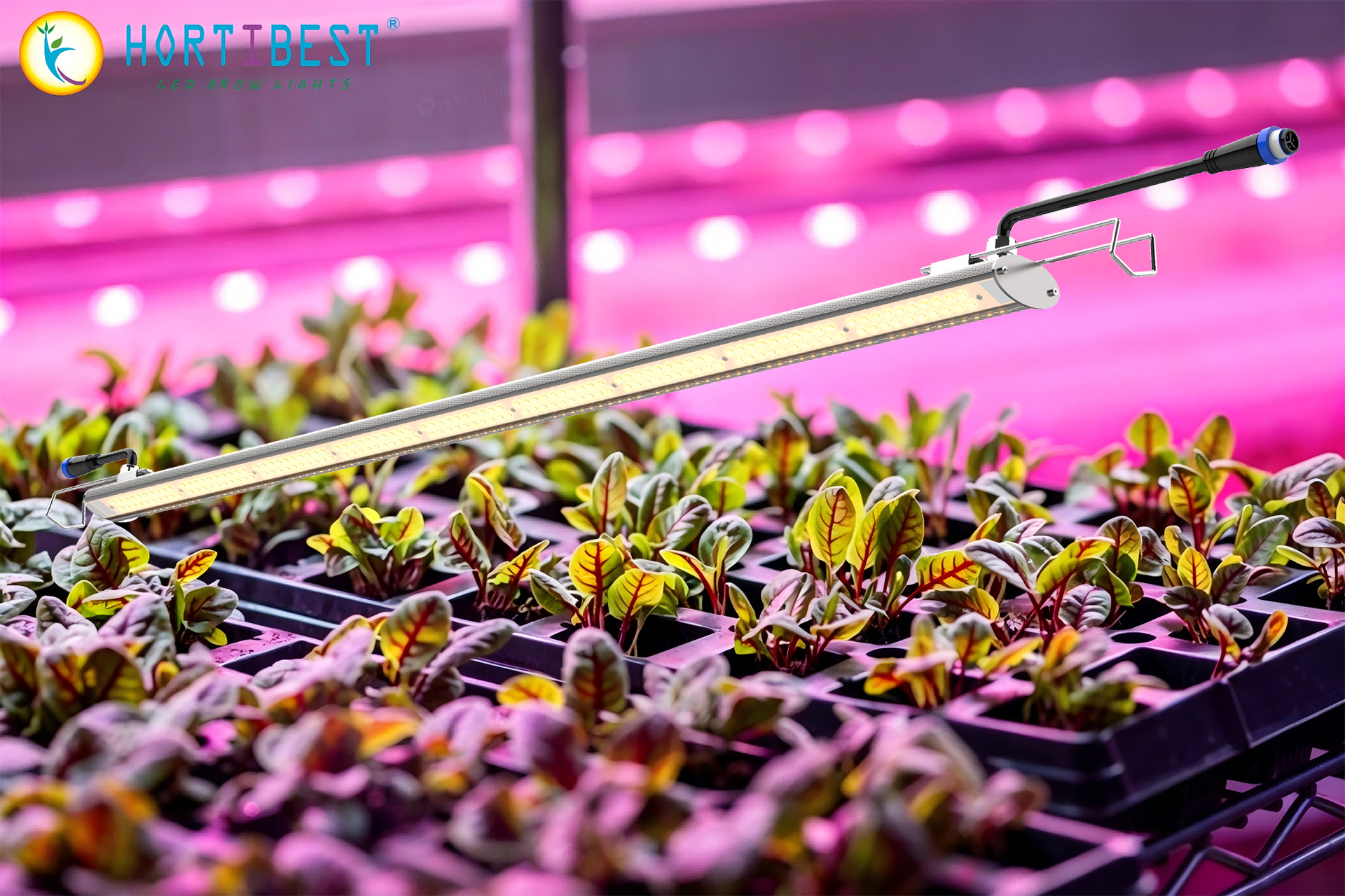Causes &amp; Solutions of Cyclosporiasis Combined with Detroit Vertical Farm Safety Outbreak Case
