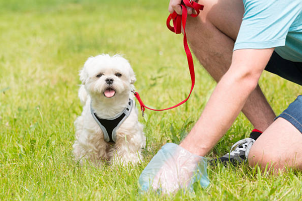 Please use biodegradable dog waste bags to pick up dog excrement