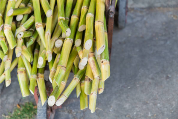 Why we are increasingly loving bagasse