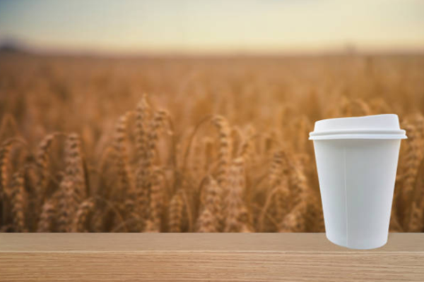 The difference between sugarcane biodegradable cups and other cups