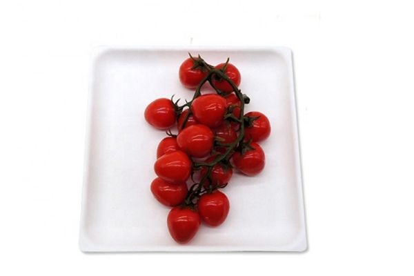 bagasse square plates
