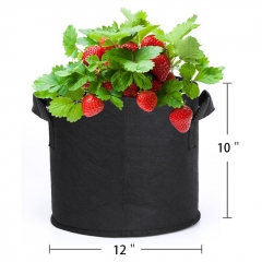 Plant Growing Felt