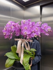 Phalaenopsis Orchids Plant