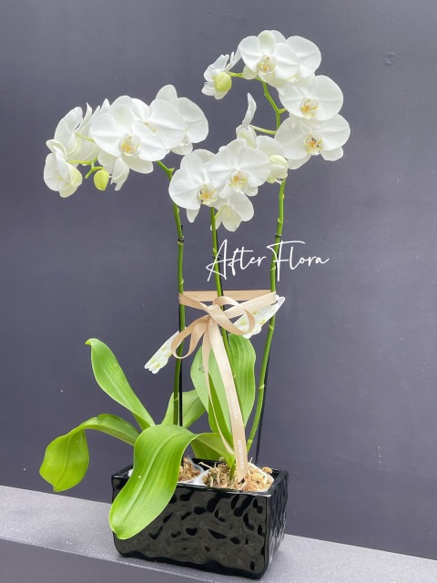 Orchids Plant three stems