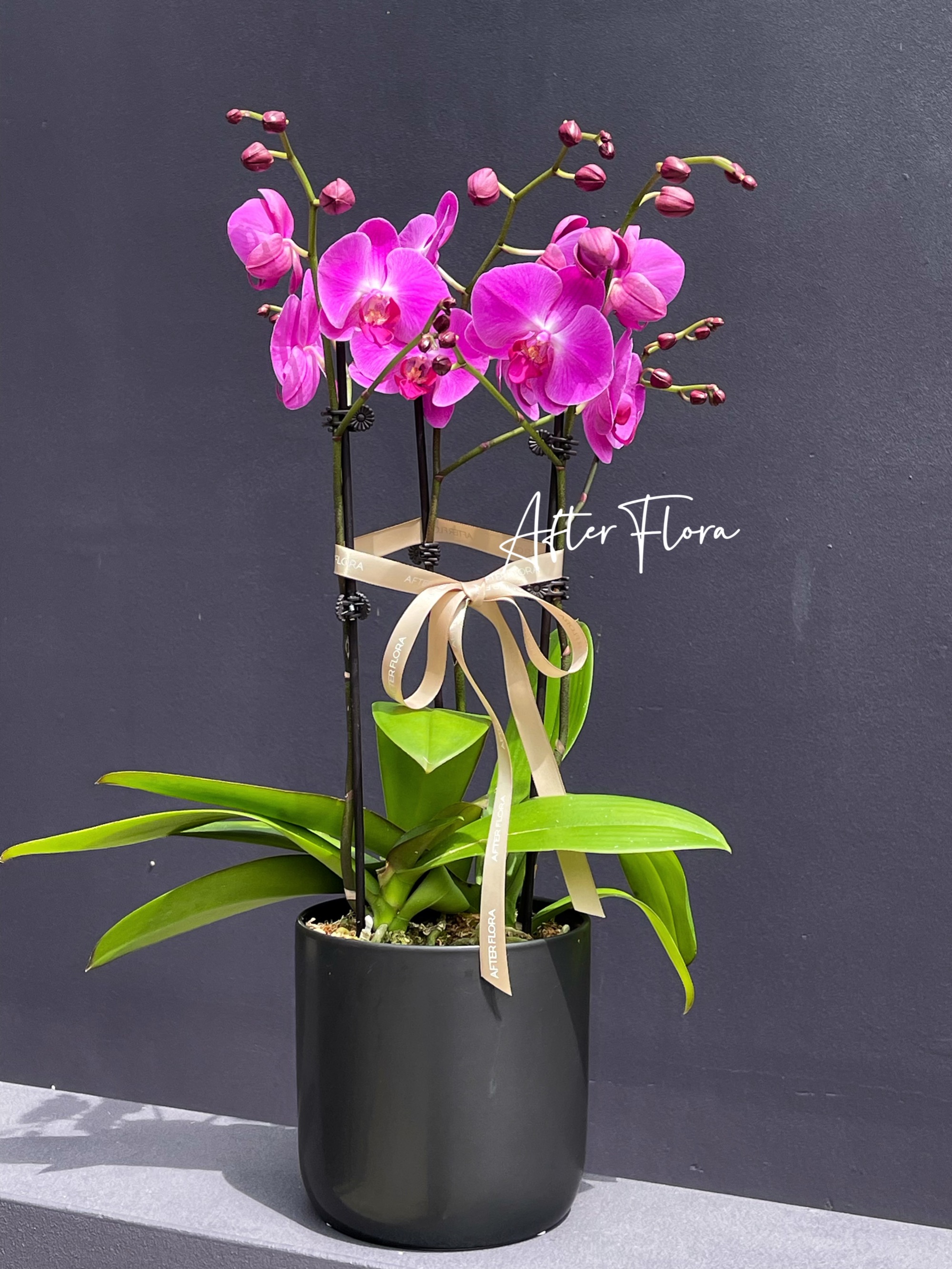 Orchids Plant three stems