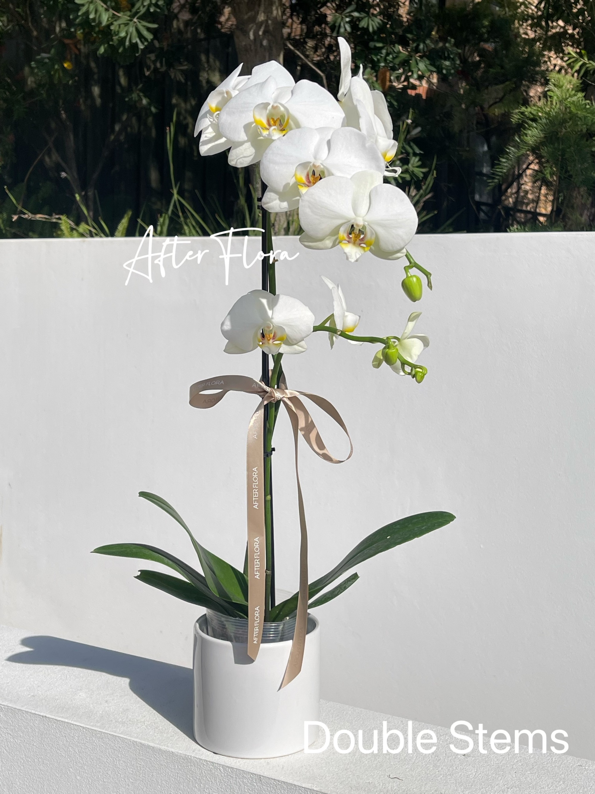 Phalaenopsis Orchid Plant