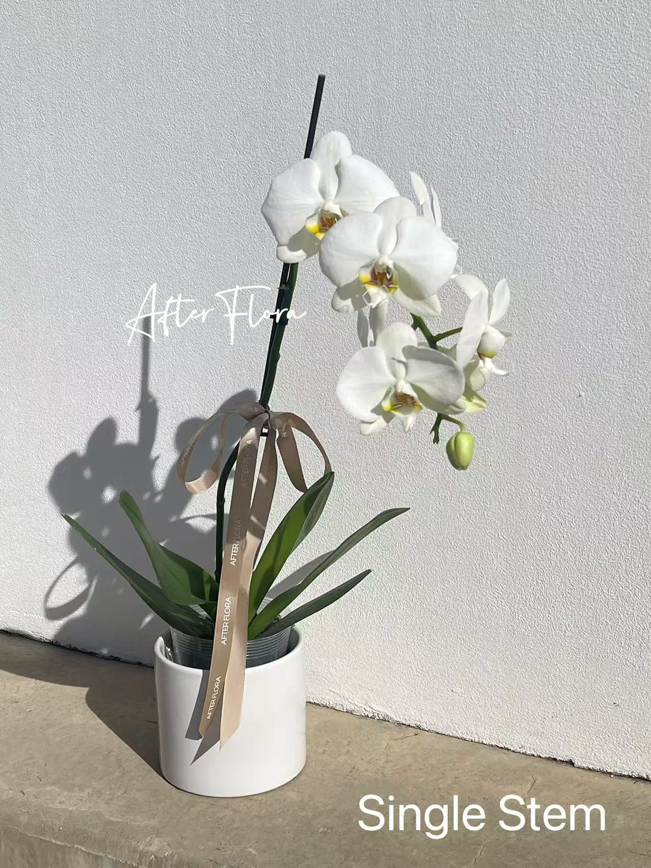 Phalaenopsis Orchid Plant