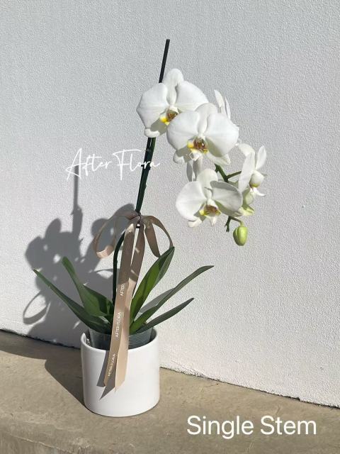 Phalaenopsis Orchid Plant