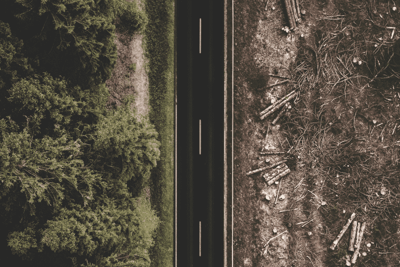 Printing Industry & Deforestation: Debunking the Myths About Paper Packaging Waste