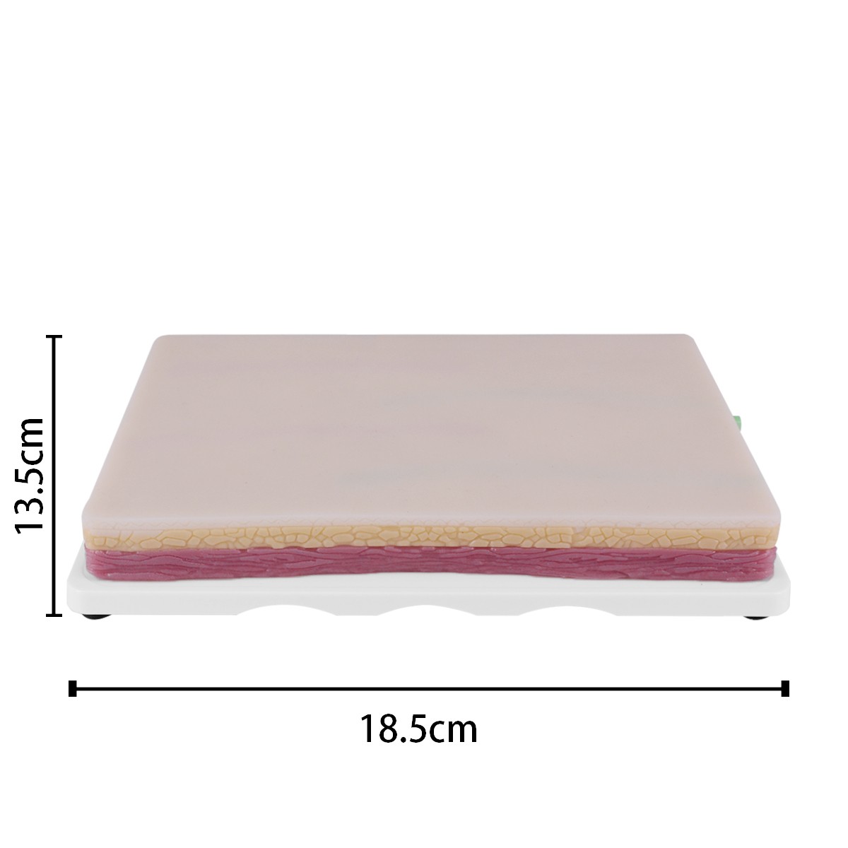 Large Venipuncture IV Injection Practice Pad with 4 Veins on Base