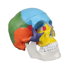 Didactic Skull with Colored Bones Human Antomy Model