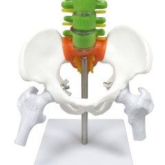 Colored Vertebrae Column Model with Disc Pelvis & Femur, 45cm