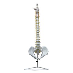 Highly Flexible Spine 3D Model for Teaching & Learning