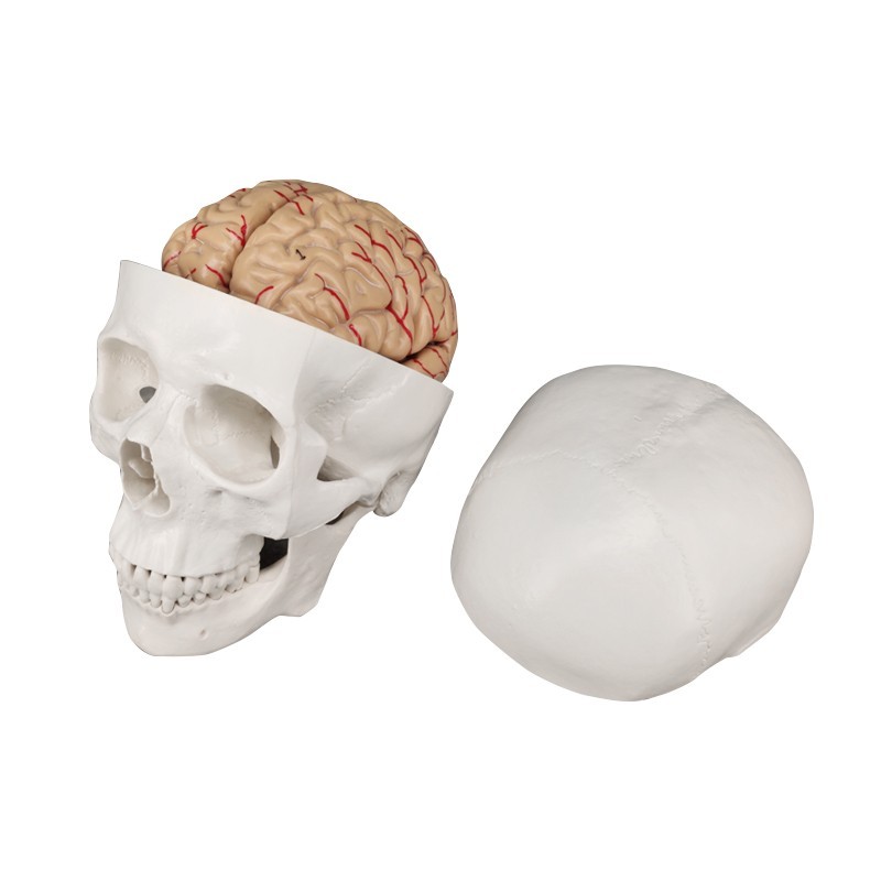 White Plastic Anatomical Skull Model with Medical Teaching Detachable Brain