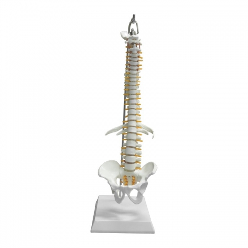 45cm Spine Model