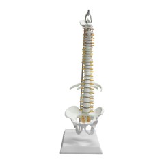 Didactic Flexible Human Spine Nerves Model with Removable Pelvis, 45cm