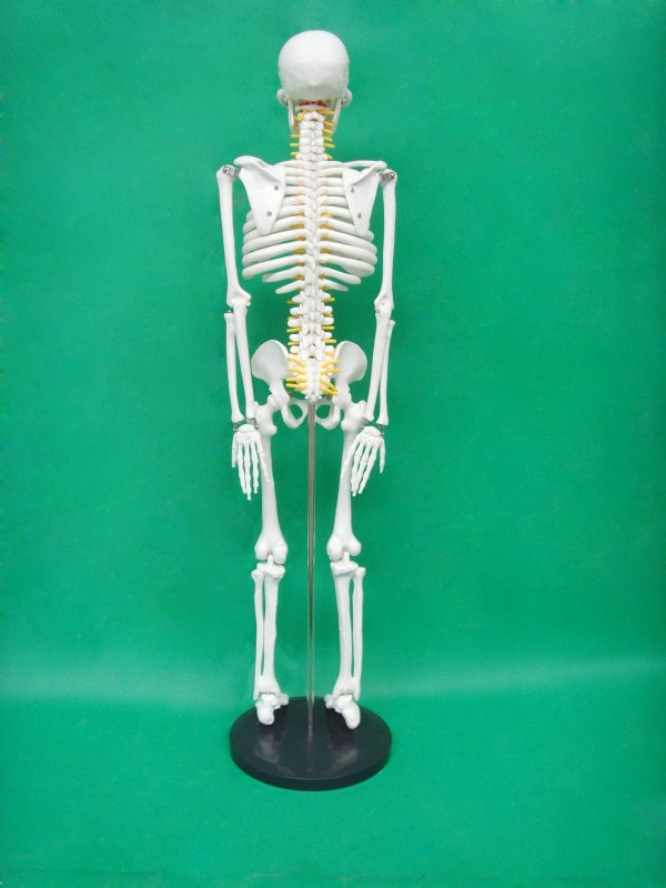 85cm Anatomically Correct Skeleton with Colored Nerve