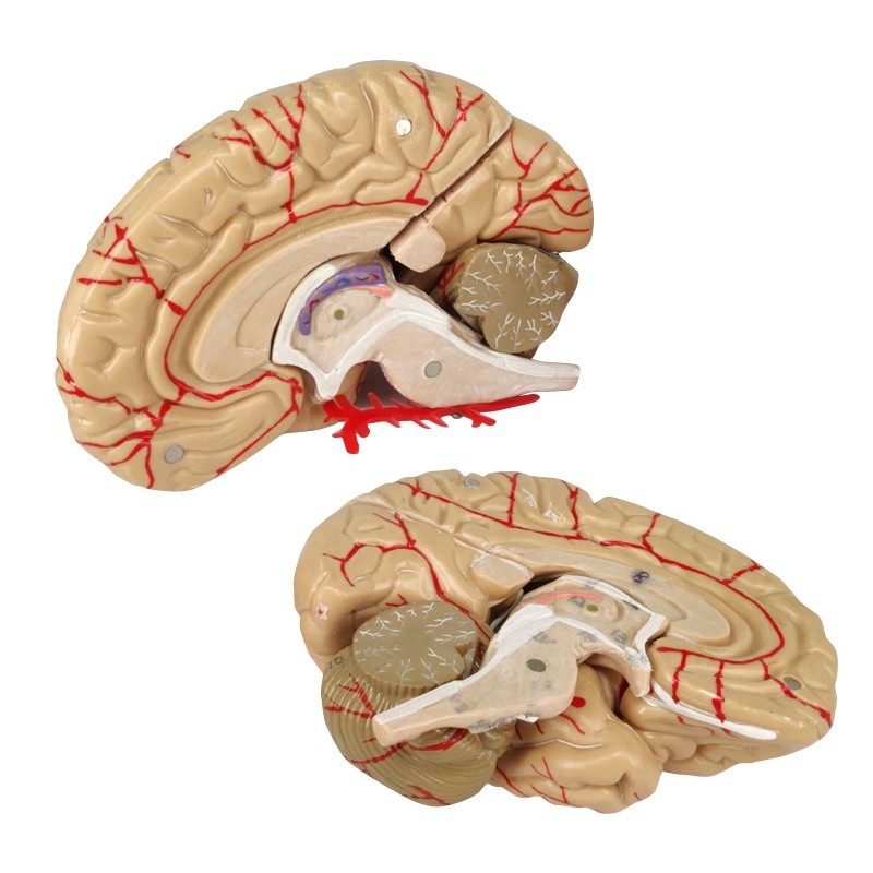 Medical Skull and Brain Model Colored for Osteopathic Study