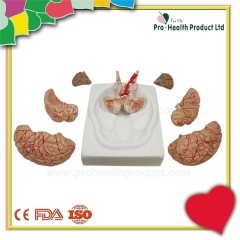 Medical 3D Brain Model with Arteries, 7 Parts, Life Size