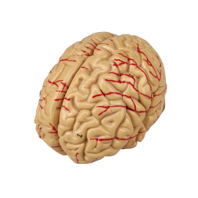 Medical Skull and Brain Model Colored for Osteopathic Study