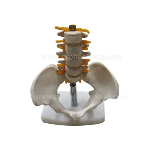 Human Small Size Sacral Model Medical 5 Lumbar Vertebra Spine Pelvic Model