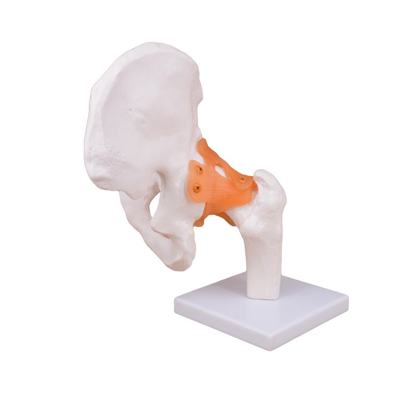 Functional Human Hip Joint Model with Ligaments
