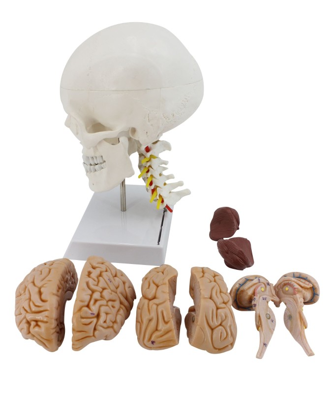 Human Skull with Brain Model on Cervical Spine, Dissect into 11 Parts