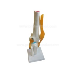 Human Knee Joint Model With Ligaments