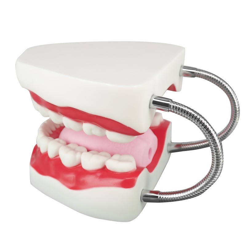 Mouth Model for Speech Therapy with Movable Tongue, 6 Times Enlarge