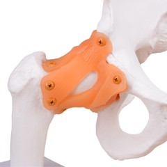 Functional Human Hip Joint Model with Ligaments