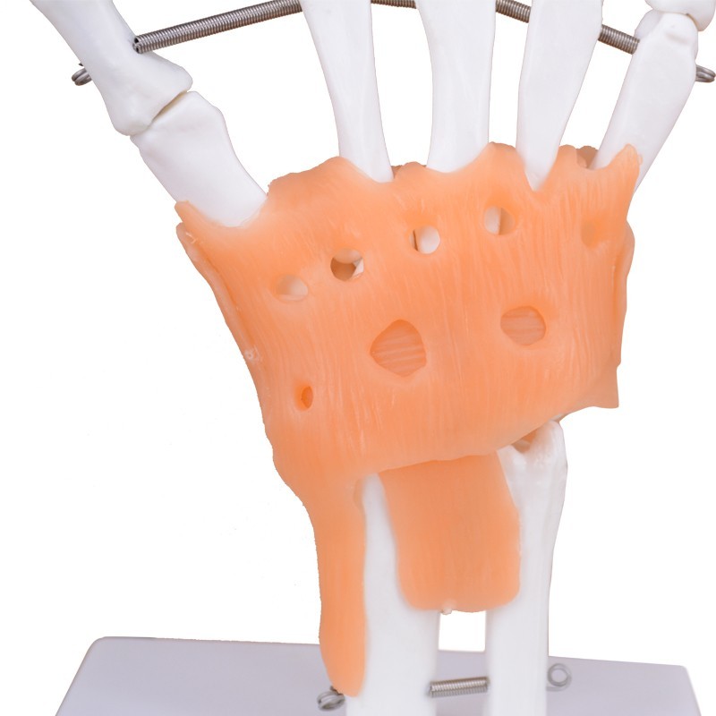 Skeleton Hand 3D Model with Ligaments