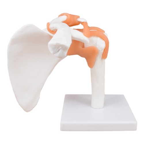 Flexible Shoulder Joint Model with Ligaments