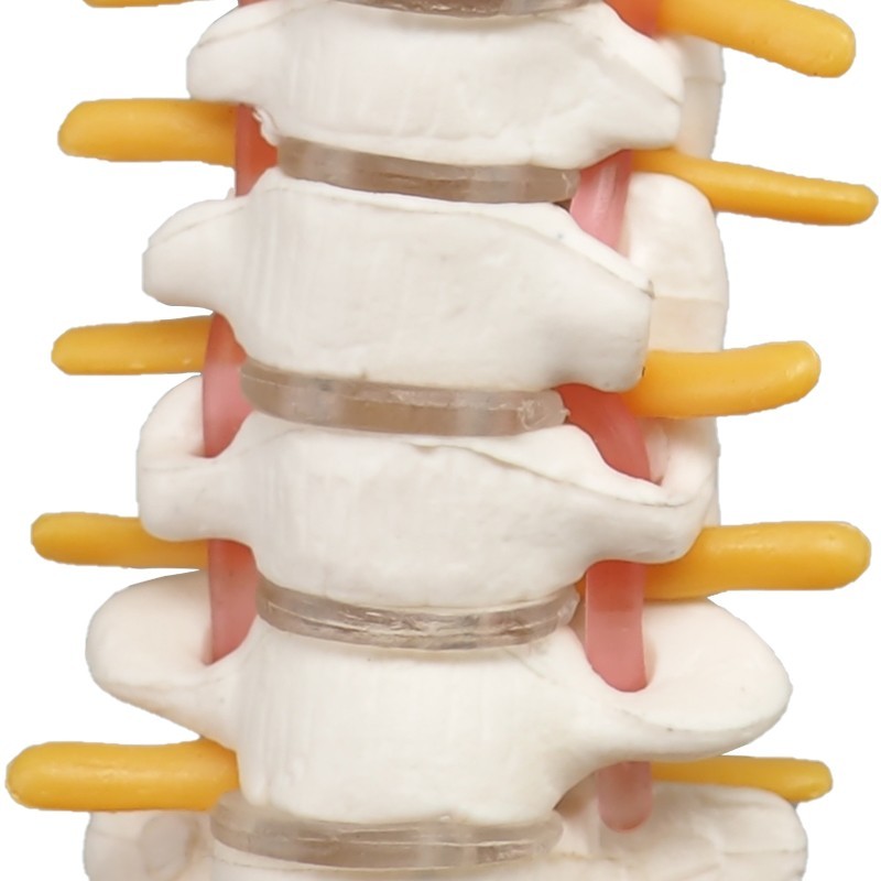 Didactic Flexible Human Spine Nerves Model with Removable Pelvis, 45cm