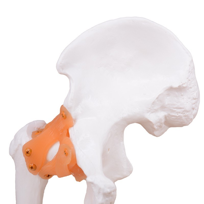 Functional Human Hip Joint Model with Ligaments