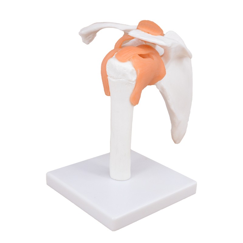 Flexible Shoulder Joint Model with Ligaments