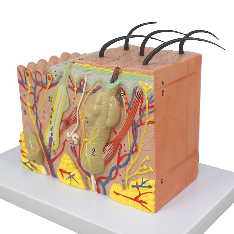 Human 3D Skin Model, Enlarged Anatomical Study Model