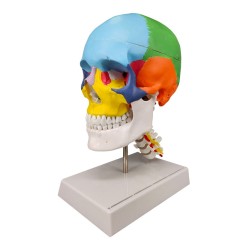 Osteopathic Skull Model with Cervical Vertebra Anatomical Educational Model, 1:1 Scale