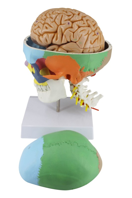 Cranial Nerve Skull Anatomy Model with Removal 8 Parts Brain