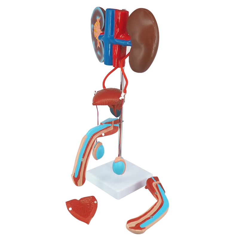 Genitourinary System Model