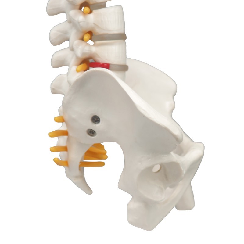 Didactic Flexible Human Spine Nerves Model with Removable Pelvis, 45cm