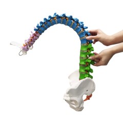 85cm Colored Human Spine Model with Pelvis for Education