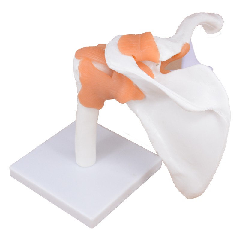 Flexible Shoulder Joint Model with Ligaments