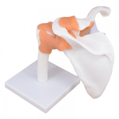 shoulder joint model