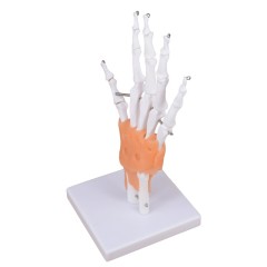 Skeleton Hand 3D Model with Ligaments