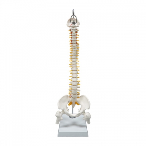 45cm white bendable spine model with Femur