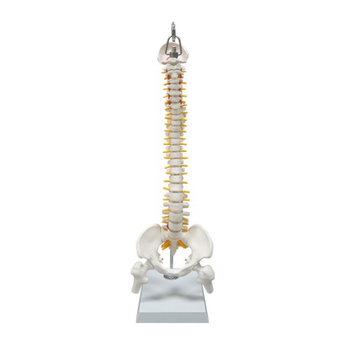 45cm white bendable spine model with Femur